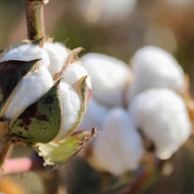 Close,Up,Of,Green,Branch,Of,Open,Box,Of,Soft Airwove Main Garment